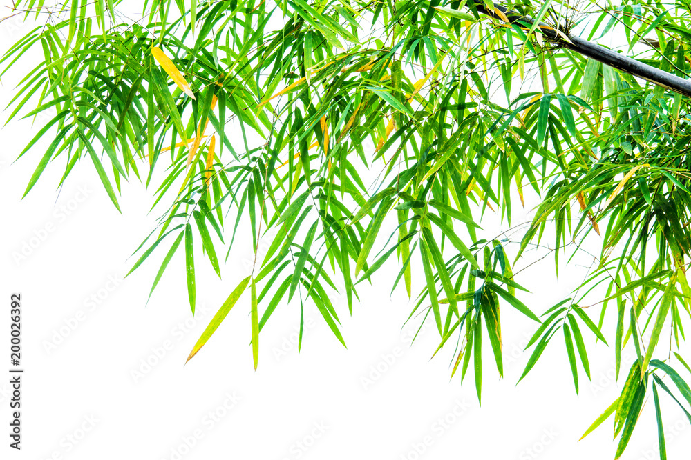 Naklejka premium green bamboo leaf isolated on white background