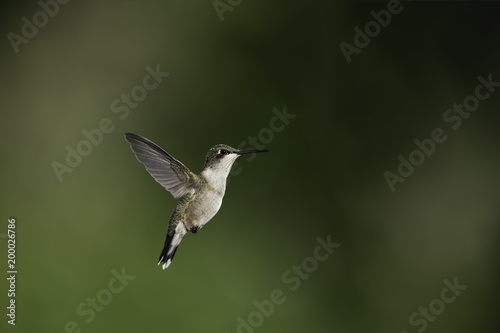 Wings in the Garden