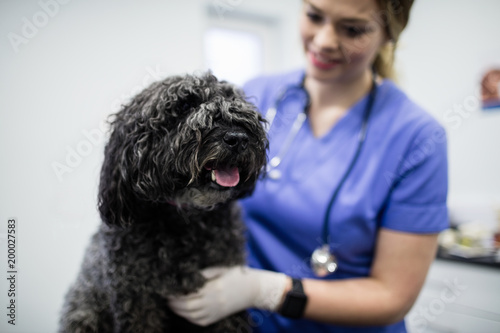 Vet examining dog photo