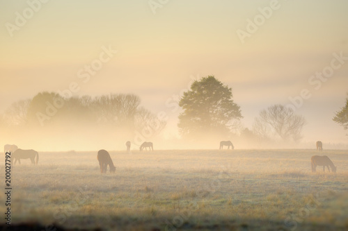 HORSES grazing in mist, dawn, Umzimkulu Valley, Underberg, South Africa  photo