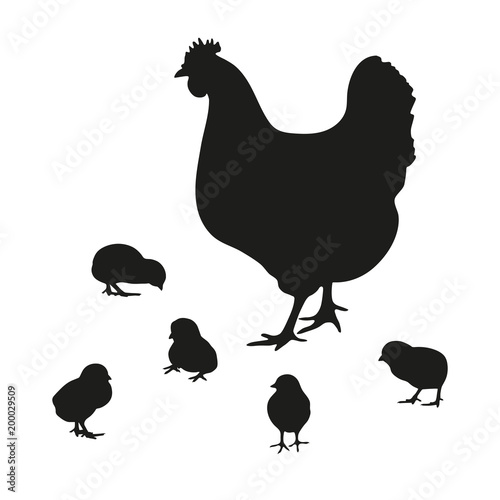 silhouette of a chicken and five chickens on a white background