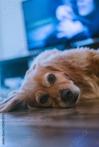 Wallpaper Mural Golden spaniel mix dog laying on floor Torontodigital.ca
