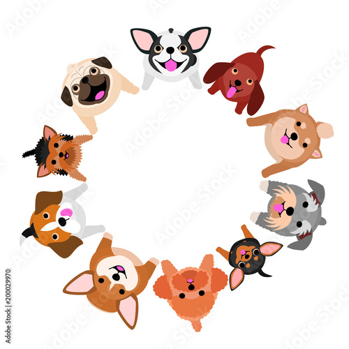 sitting small dogs looking up circle