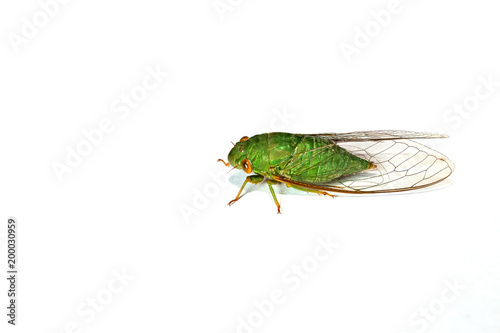 Isolated green cicada on white background