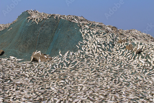 Dry fish on net before sale in market, Harne bandar, Fatehgad, Konkan photo