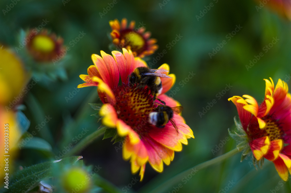 pollination by bees colorful flowers Gaillardia in the garden pollination by bees colorful flowers Gaillardia in the garden