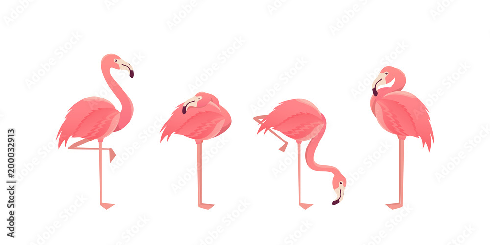 Fototapeta premium Set of flamingos isolated on white background. illustration.