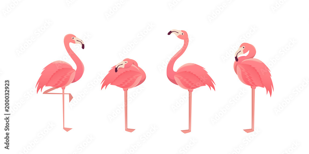Obraz premium Zestaw flamingów na białym tle. ilustracja.