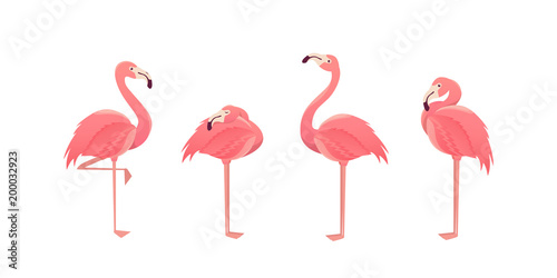 Set of flamingos isolated on white background. illustration.
