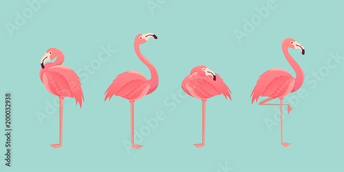 Set of flamingos isolated on background. illustration.