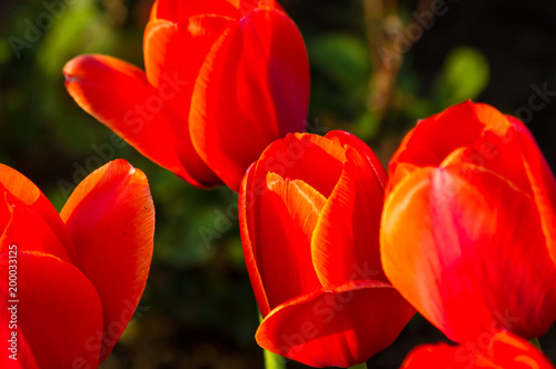 colorful tulips in early spring in the garden