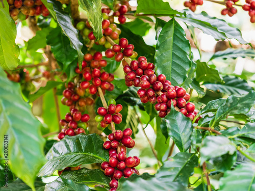 Cherry coffee beans on the branch of coffee plant before harvesting,Closeup shot with shallow DOF