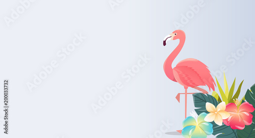Flamingo bird illustration design on white background