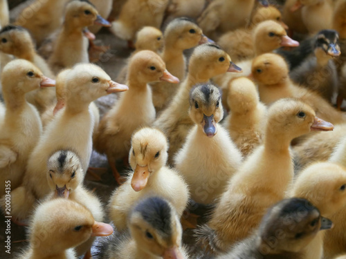 A lot of small ducklings