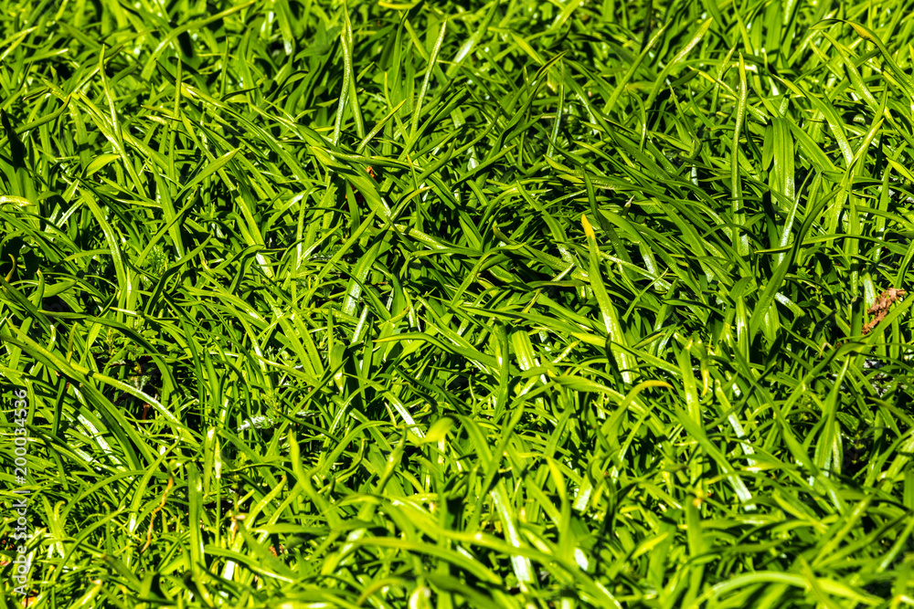 Graslandschaft Graslandschaft