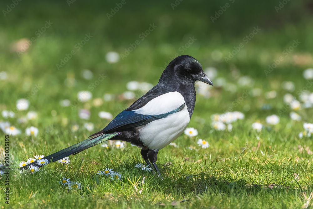 Eurasian Magpie, Pica pica, beautiful bird standing on the grass in springtime
Eurasian Magpie, Pica pica, beautiful bird standing on the grass in springtime