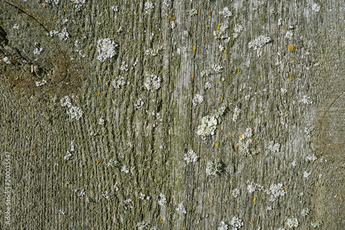 Old wood texture with moss and fungus photo