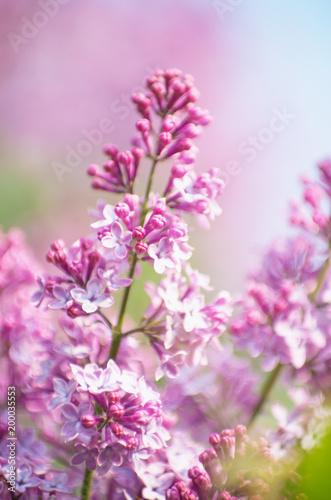 Flowers and buds of lilac with selective focus