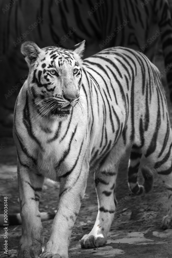 Portrait of a White Tiger or bleached tiger in Rajkot, India Portrait of a White Tiger or bleached tiger in Rajkot, India