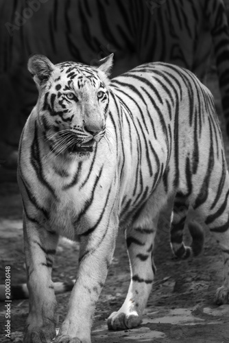 Portrait of a White Tiger or bleached tiger in Rajkot, India	 