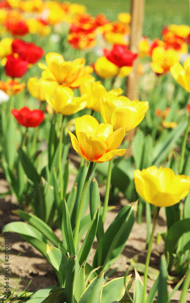 Buntes Tulpenbeet in der Blüte