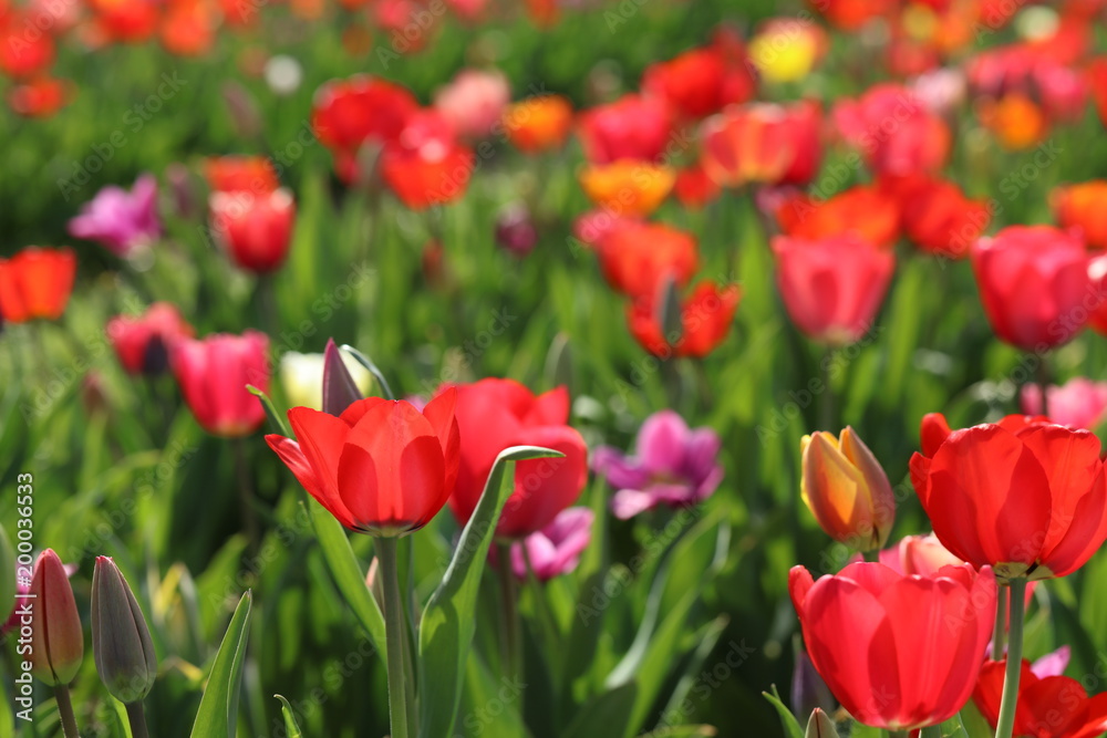 Obraz premium Tulpen Tulpenbeet in der Blüte