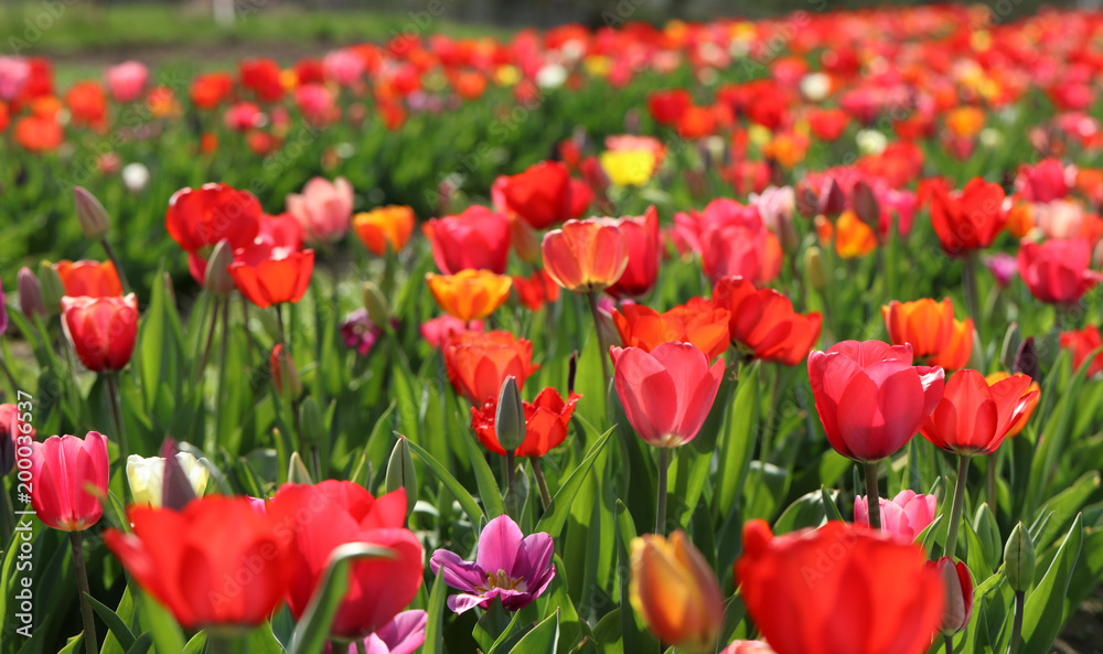 Blühende Tulpen in einem Tulpenbeet Blühende Tulpen in einem Tulpenbeet