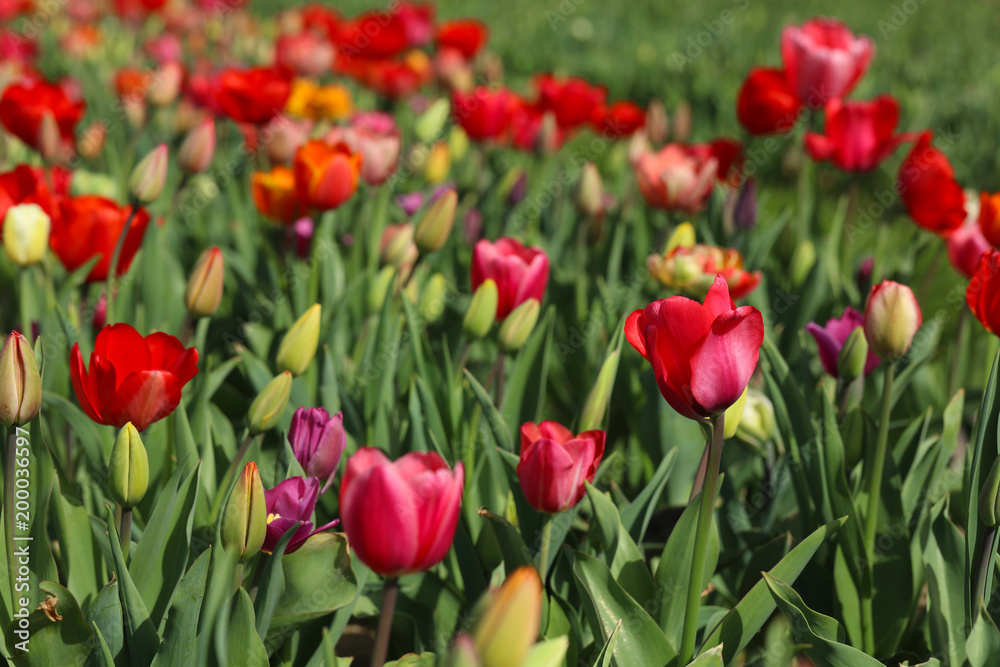 Tulpen Tulpenbeet in der Blüte Tulpen Tulpenbeet in der Blüte