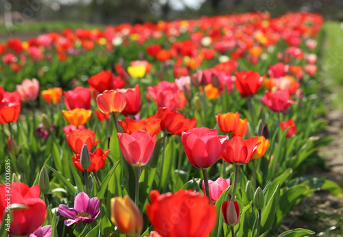 Tulpen Tulpenbeet in der Bl  te