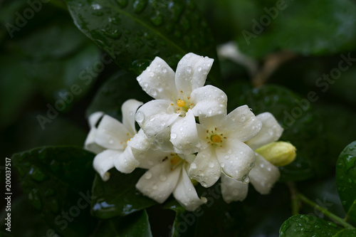 Orange Jessamine Flowers are light fragrance with dew