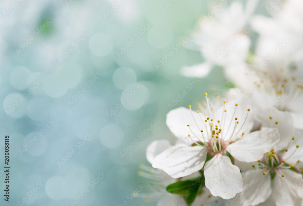 white cherry tree flower in spring