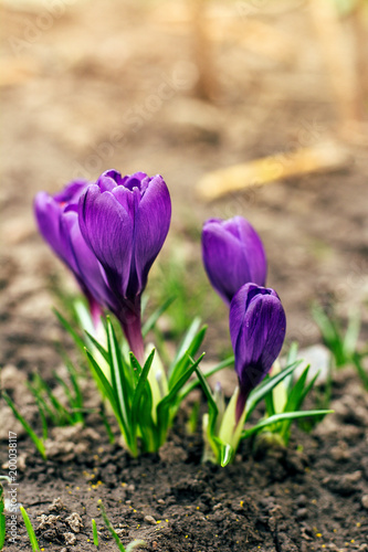 purple crocuses