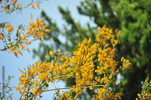 Burma Padauk in selective focus point photo