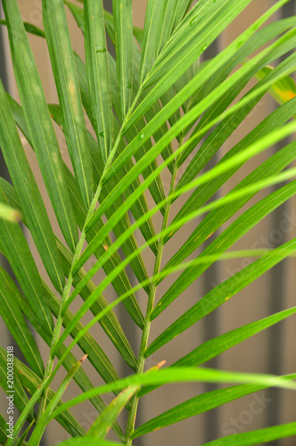 Close up of tropical green leaf palm tree. Texture  background for Design. Selective focus