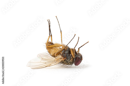 dead fly isolated on a white background