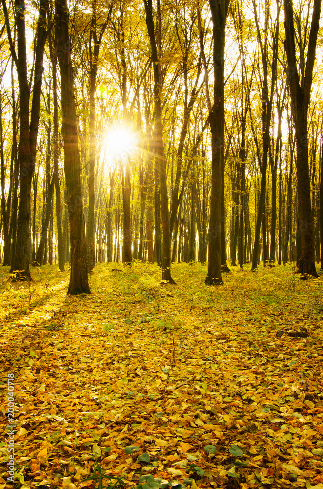 Obraz premium Beautiful golden autumn landscape
