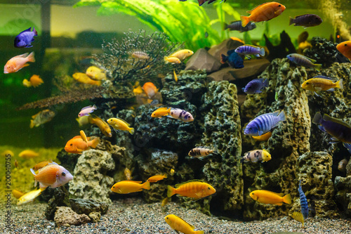 Aquarium fish. underwater world.