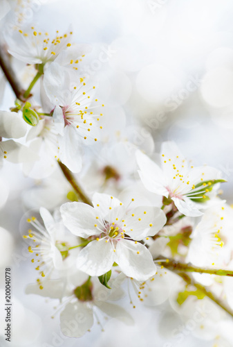 white cherry tree flower in spring