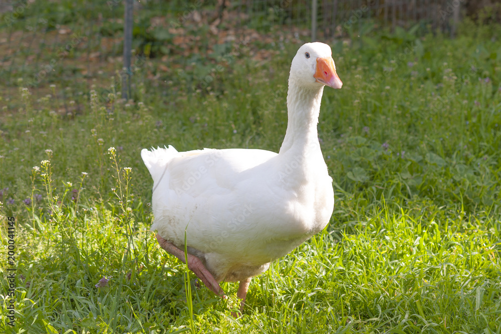 Goose walking in the grass on a sunny day Goose walking in the grass on a sunny day