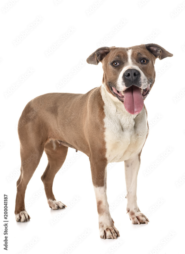 american staffordshire terrier