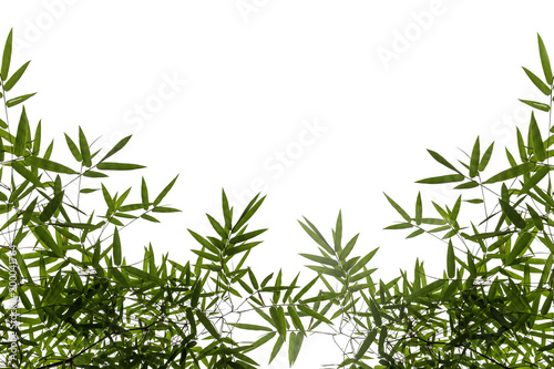 Fresh green bamboo leaves isolated on white background. There are basically for text