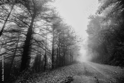 Fototapeta Naklejka Na Ścianę i Meble -  Beautiful view of a road in the middle of fog, with trees at the sides and leaves on the ground