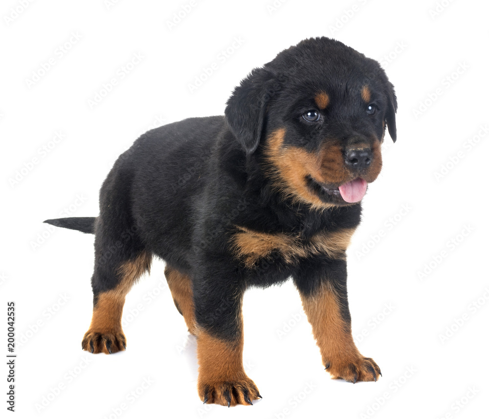 puppy rottweiler in studio