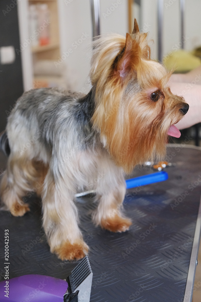 Professional haircut and dog care Yorkshire Terrier in the grooming salon. Professional haircut and dog care Yorkshire Terrier in the grooming salon.