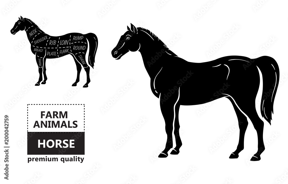 Scheme of cutting horse meat with cutting lines. Design for butcher