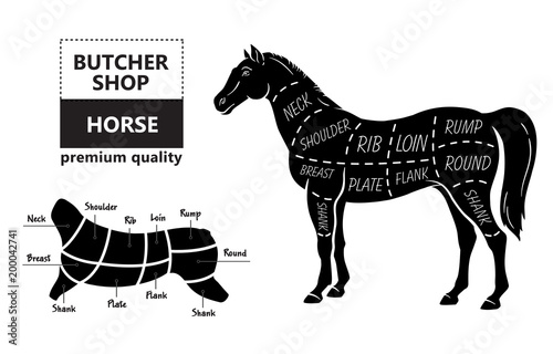 Scheme of cutting horse meat with cutting lines. Design for butcher shop, banner. Diagram on white background. Vector illustration.