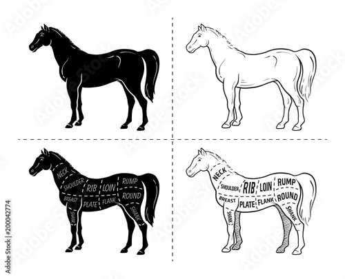 Scheme of cutting horse meat with cutting lines. Design for butcher shop  banner. Diagram on white background. Vector illustration.
