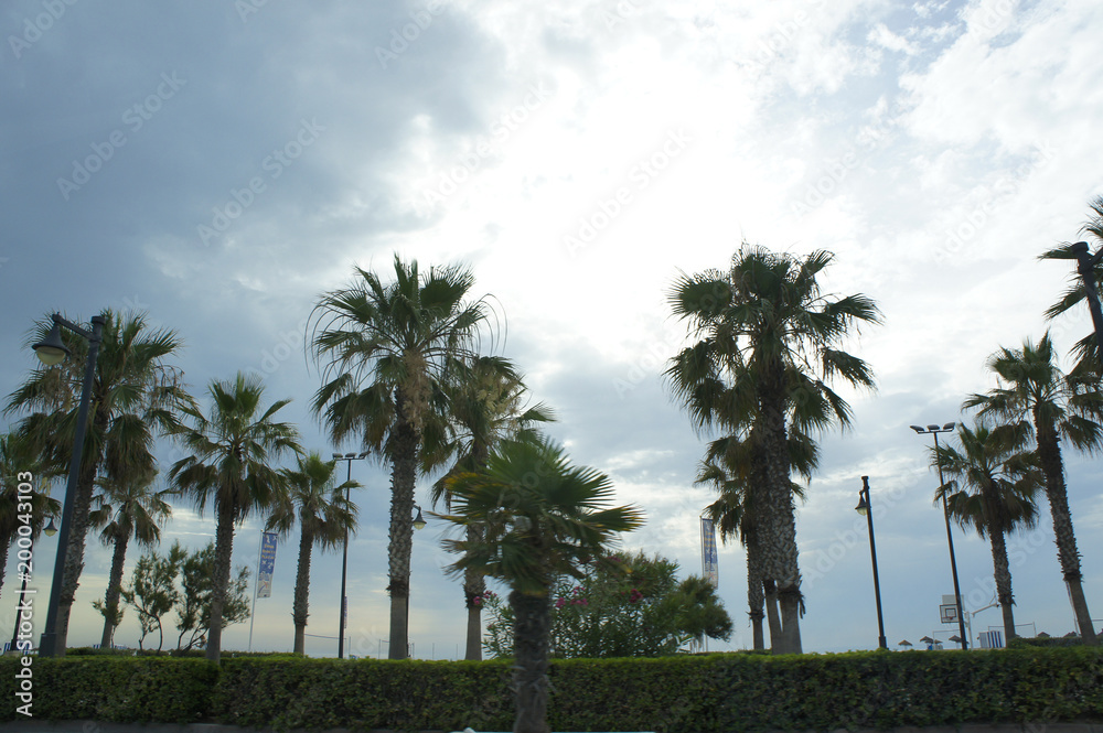 スペインの椰子の木の林
