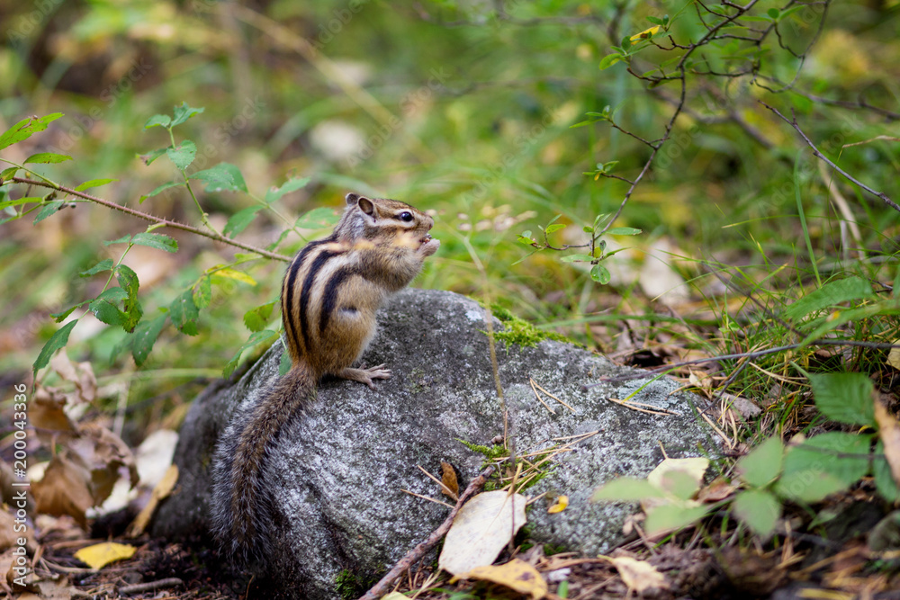 a Chipmunk eats a nut in a forest in the taiga. a Chipmunk eats a nut in a forest in the taiga.