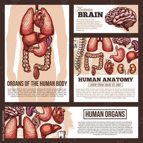 Anatomy of human organs sketch banner template